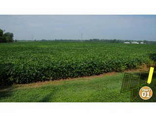 Property photo 6 - 470 Acres Mostly Productive Tillable Land - 6 Tracts